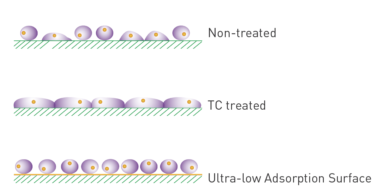 超低接着細胞培養プレート・フラスコ