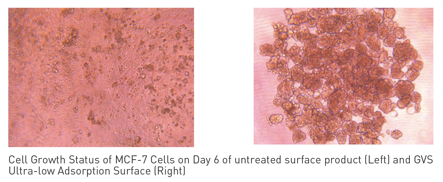 超低接着細胞培養プレート・フラスコ