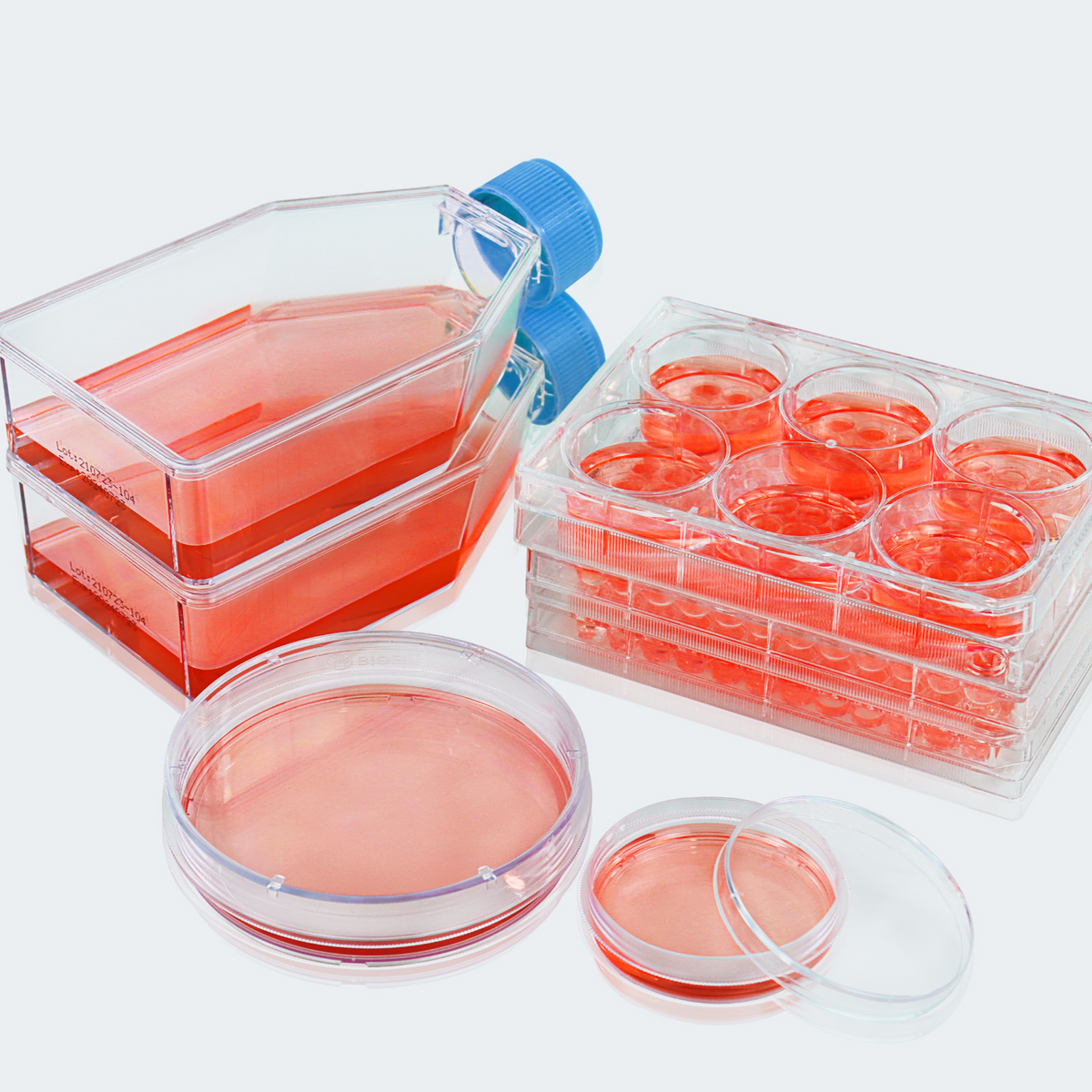 胞子付き胞子葉 　20品種セット lowadsorptionsurface1.png?crop